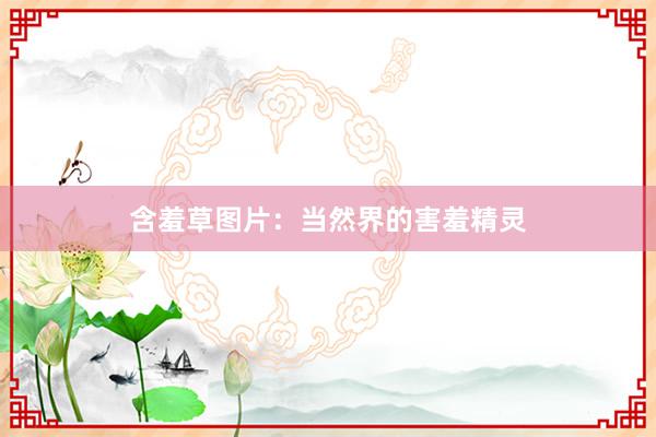 含羞草图片:当然界的害羞精灵