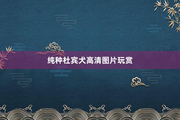 纯种杜宾犬高清图片玩赏